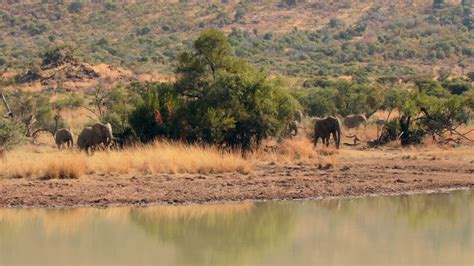 Elephants drinking from watering hole 1295657 Stock Video at Vecteezy