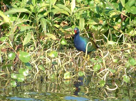 Lake Okeechobee Wildlife Pictures & Sightseeing