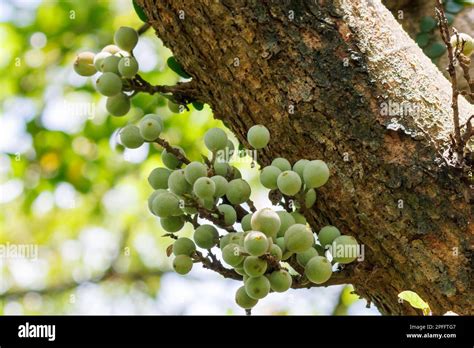 Fruit of the Sycamore Fig tree (Ficus sycomorus) Singapore Stock Photo ...