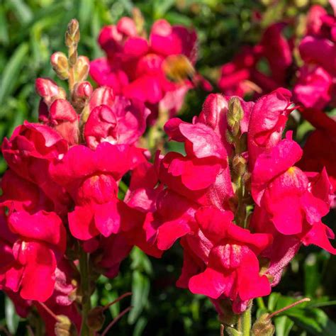 Snapdragon Seed - Ruby Red Snapdragon Flower Seeds