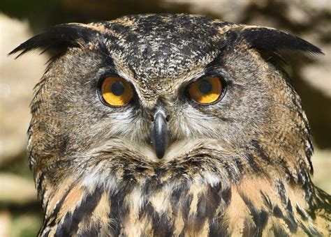 Eagle-owl eyes stock image. Image of front, expression - 55764541