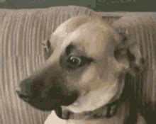 Confused Dog Gif Discord Open discord on your computer