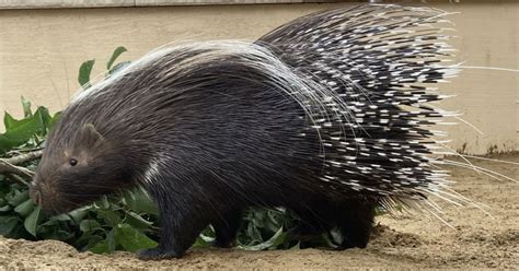 African Crested Porcupine | Kids Answers