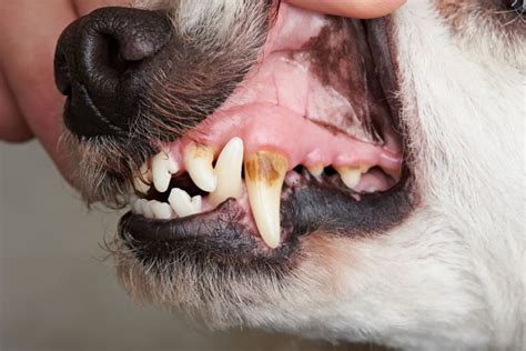 Periodontal Disease Stages In Dogs