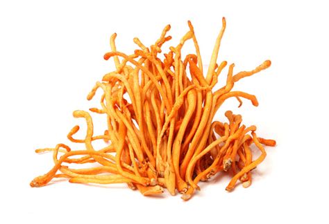 Cordyceps: Health Benefits, Uses, & Side Effects | Earth & Star