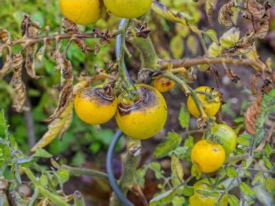 Late Blight Of Tomato Plants - Can You Eat Tomatoes Affected With Blight