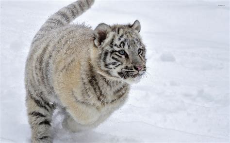 White Tiger Cubs Wallpaper (57+ images)