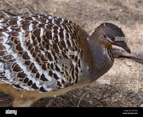 Malleefowl egg hi-res stock photography and images - Alamy