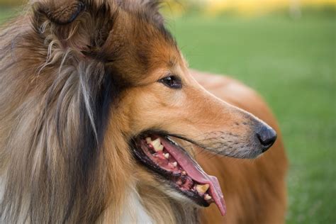Rough Collie Dog Free Stock Photo - Public Domain Pictures