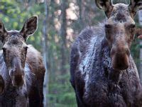 10 Wildlife in Alberta Parks ideas | wildlife, park, photography