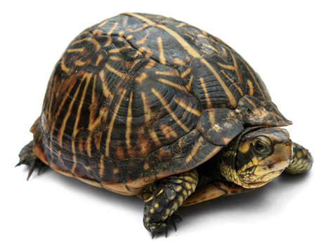 File:Florida Box Turtle Digon3a.jpg - Wikipedia