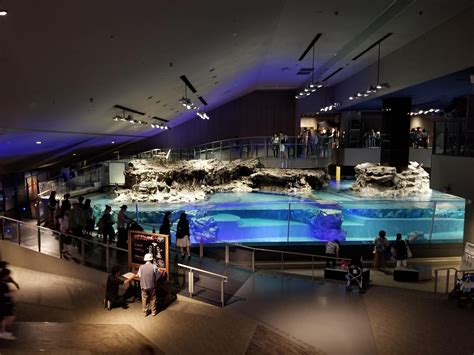 A view of the penguin tank at the Tokyo Skytree aquarium | Ocean ...