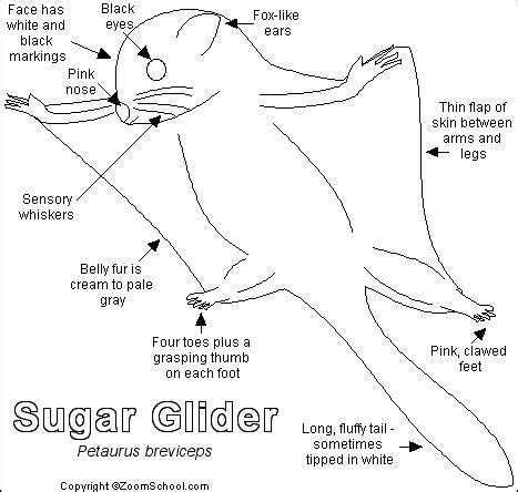 Sugar Glider Printout- EnchantedLearning.com