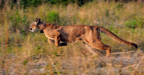 Service, landowners develop a Florida panther habitat conservation plan ...