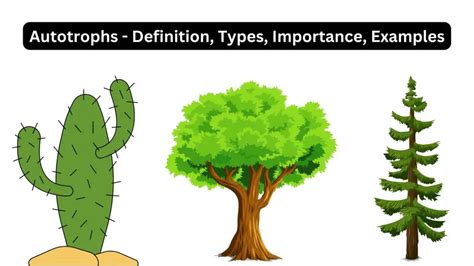 Autotrophs - Definition, Types, Importance, Examples - Biology Notes Online