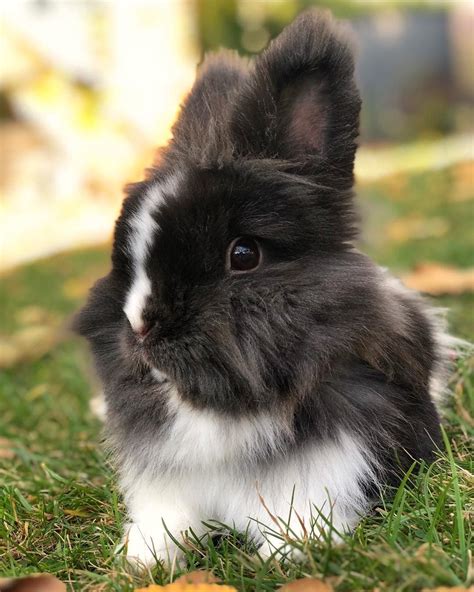 Baby lionhead bunny | Cute animals, Pet bunny, Fluffy bunny