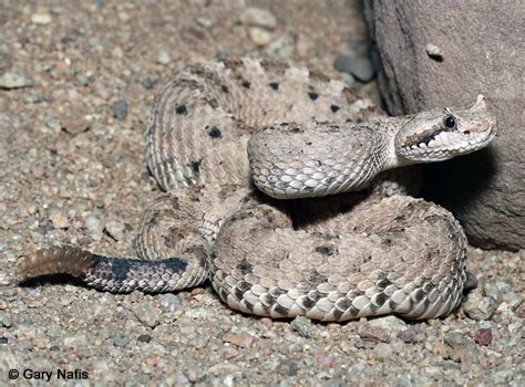 Mohave Desert Sidewinder - Crotalus cerastes cerastes