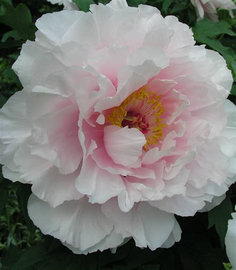 forms of tree peonies with an unusual color range. It is within these varieties that we find the ...