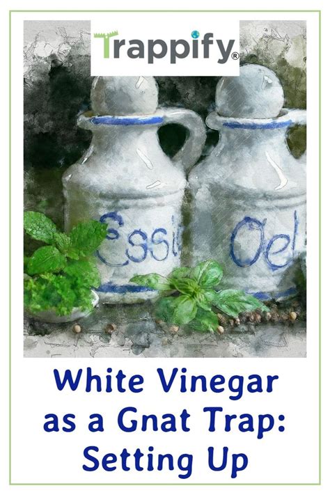 Gnat Trap: White Vinegar DIY Set Up | Indoor vegetable gardening, Organic gardening tips ...