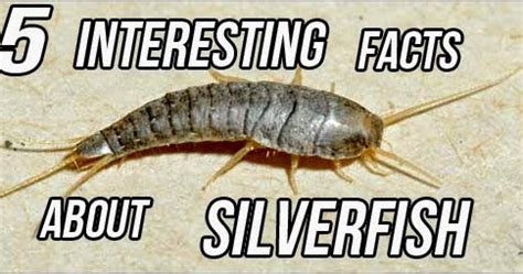 All About Silverfish Bug: 5 Interesting Fact about SIlverfish Bugs