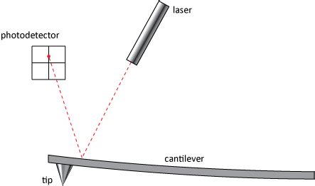 Tip and Cantilever