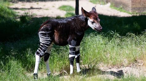 Baby Okapi starts to explore - YouTube