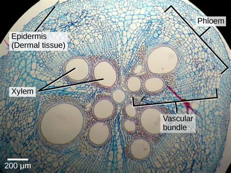 Plant Development I: Tissue differentiation and function | Organismal Biology