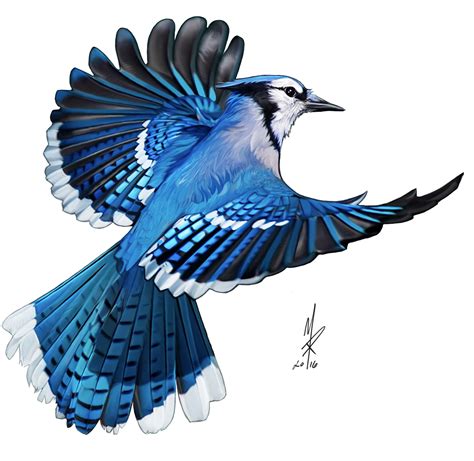 Flight Of The Blue Jay 2016 :: Behance