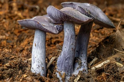 Psilocybe Caerulipes - Blue Foot Mushroom - Flavor Fix