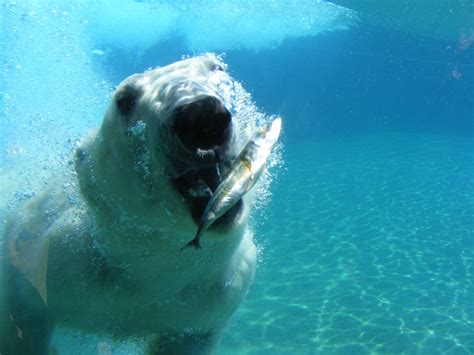 Free Images : sea, nature, white, underwater, predator, fish, polar bear, arctic ocean, marine ...