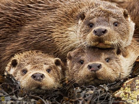 Earthmanpdx: Giant Otters of the Amazon