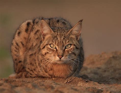 Felis Silvestris Ornata, Asian wildcat ~ Central Asia to India Small ...