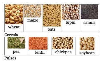 Grain discovery - sorting cereals and pulses by crickcrick | TpT