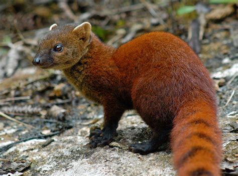 Ring-Tailed Mongoose | Creatures of the World Wikia | Fandom