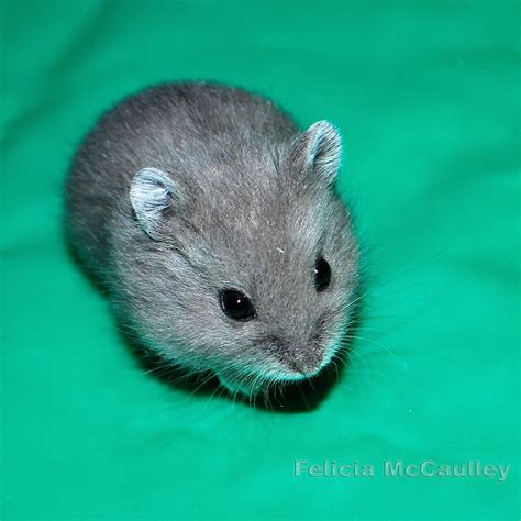 Philadelphia Hamster: Campbell's Dwarf Hamsters Available Now!