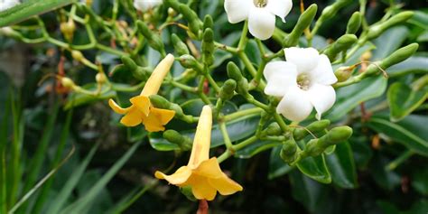 Hawaiian Flowering Trees: 12 Beautiful Varieties - GFL Outdoors