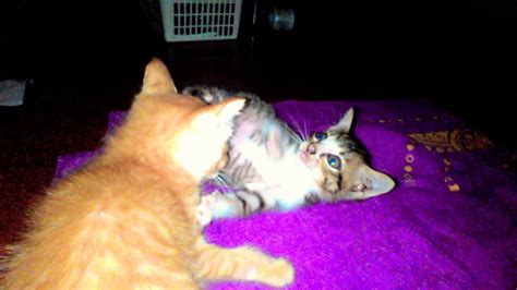 KITTENS FIGHTING - YouTube