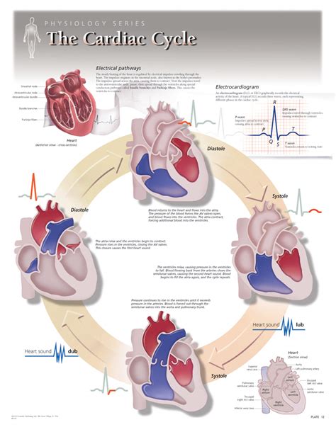 The Cardiac Cycle | Scientific Publishing