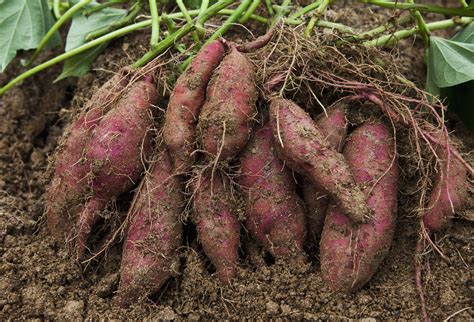 How to Grow and Care for Sweet Potatoes