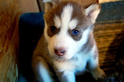 File:Siberia Husky puppy copper.jpg - Wikimedia Commons