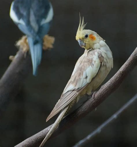 Bird Names for Cockatiels: Over 50 Ideas for Your New Pet - Dr Cockatiel