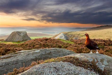 Wildlife Photography Guide to the Peak District National Park - Nature TTL