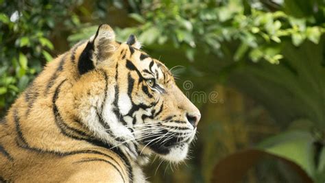 Tiger Side View stock photo. Image of animal, powerful - 69432962