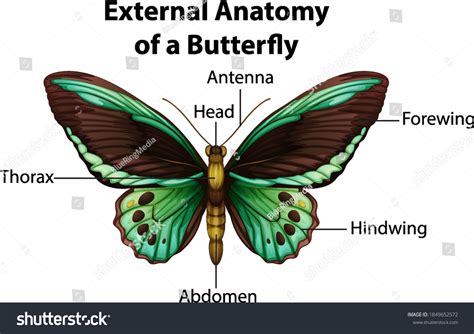 Butterfly Anatomy Diagram