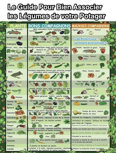 compagnonnage-plantes-cultures-associees | Potager permaculture ...