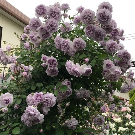 lilac climbing rose