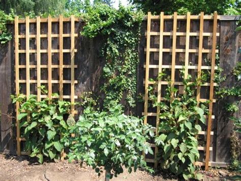 Puttering In The Garden » Kiwifruit | Garden, Backyard, Trellis