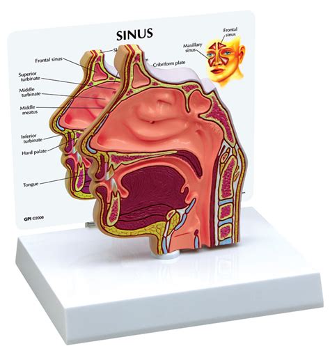 Paranasal Sinus model