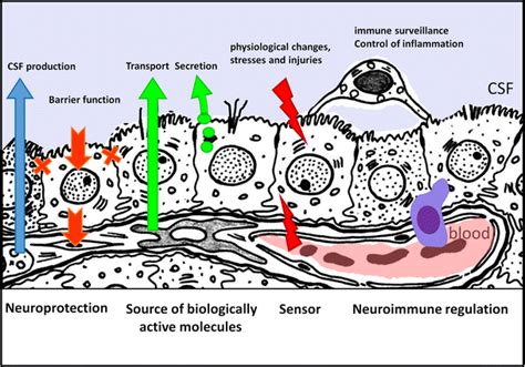 Cartoon representing the main choroid plexus functions. Neuroprotective... | Download Scientific ...