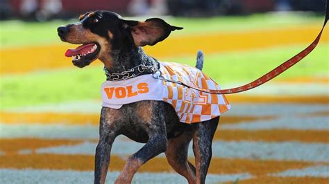 10 fun facts about Smokey | wbir.com